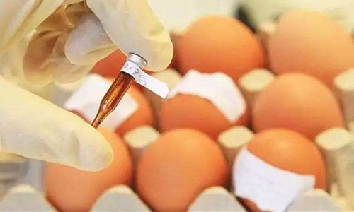 歐洲“毒雞蛋”丑聞霸屏 我國蛋制品加工業(yè)引以為戒